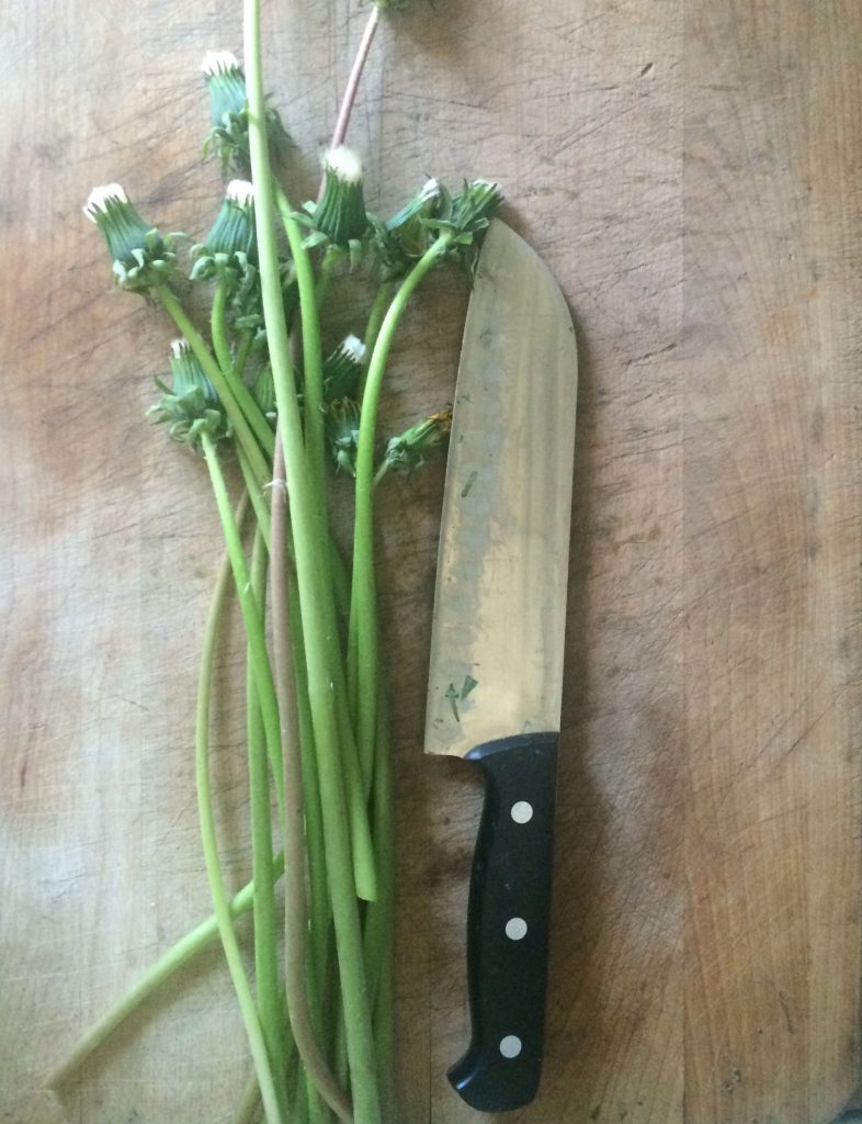 dandelion stems after being harvested for an herbal remedy