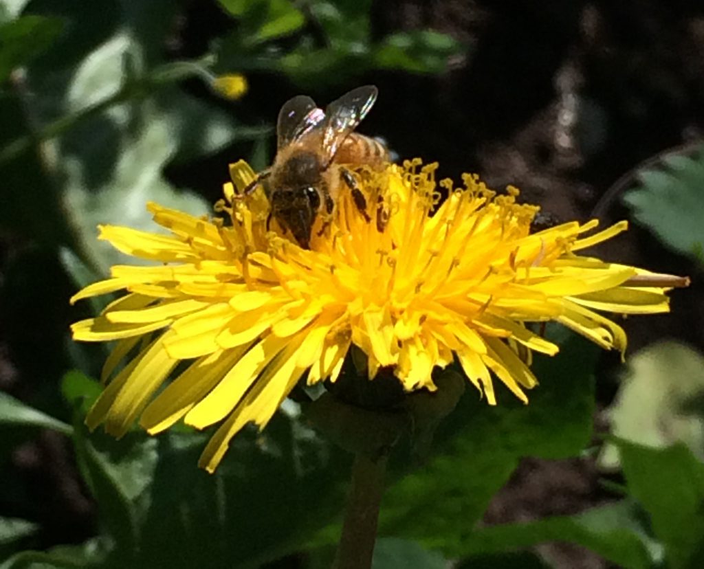 a honeybee sits atop a dandelion, and ancient herbal remedy