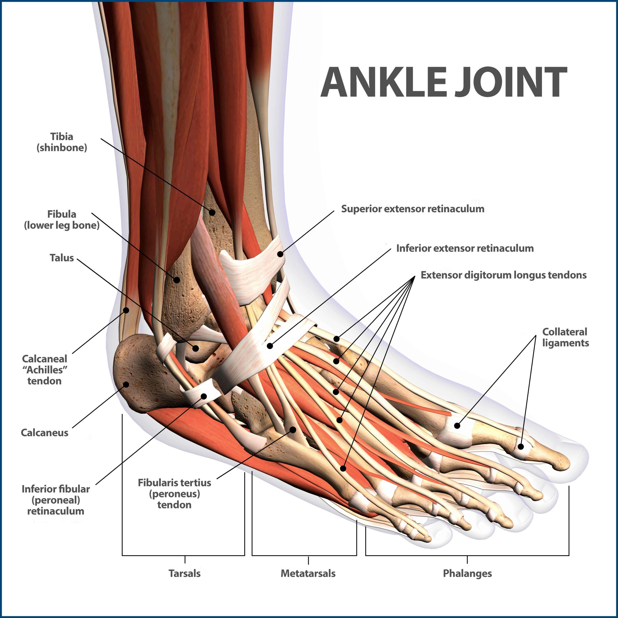 Ankle Modifications for Happy Joints - YogaToday Blog